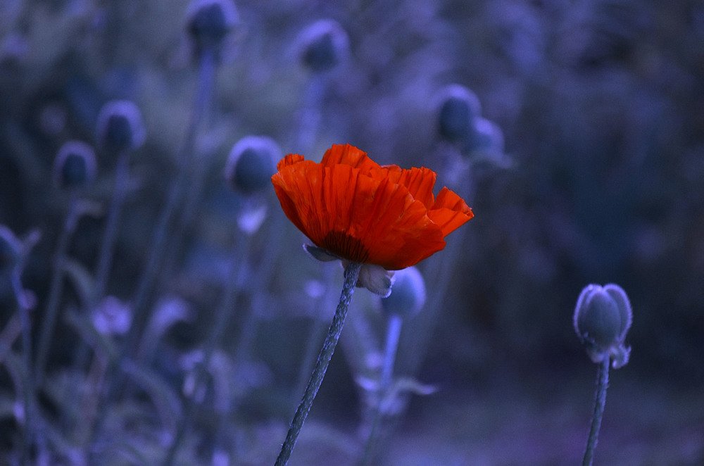 Photograph by Соколова Елена