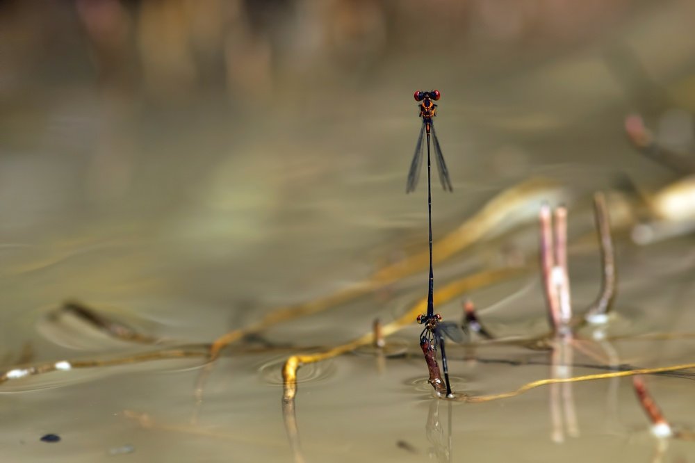 Intimacy of damselfly