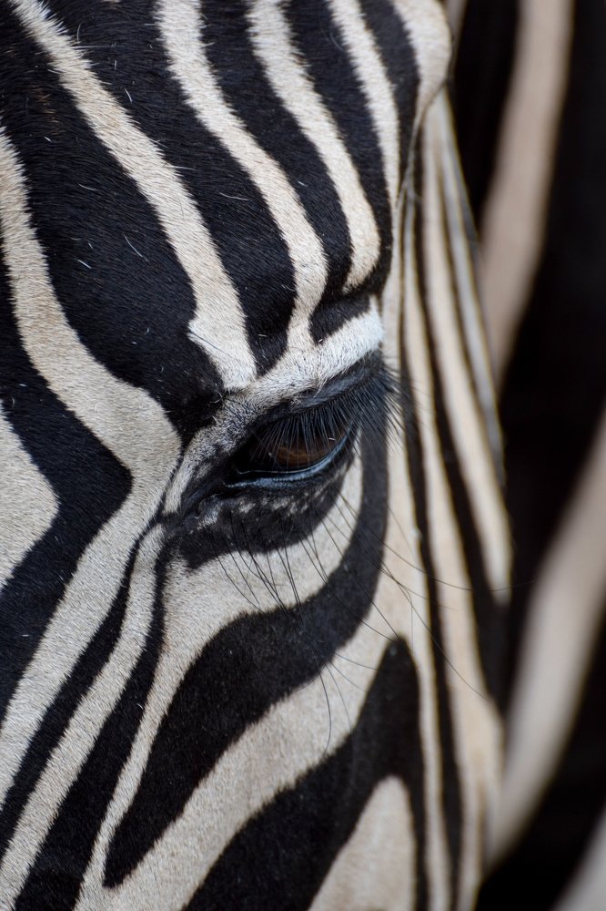 Natural Black & White