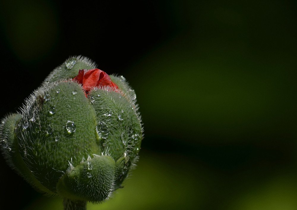 Photograph by Соколова Елена