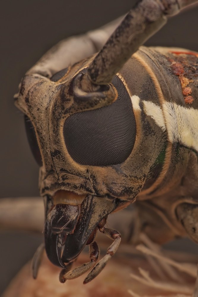 Longhorn beetle face