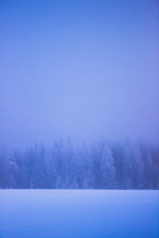 Ледяные ели