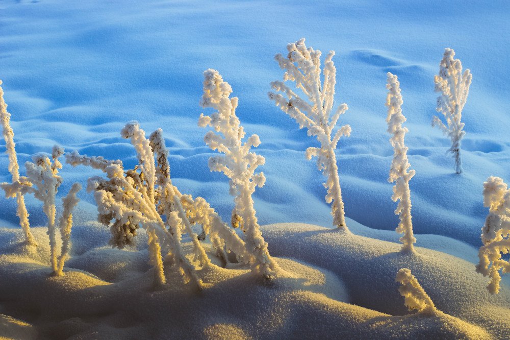 Растения зимы