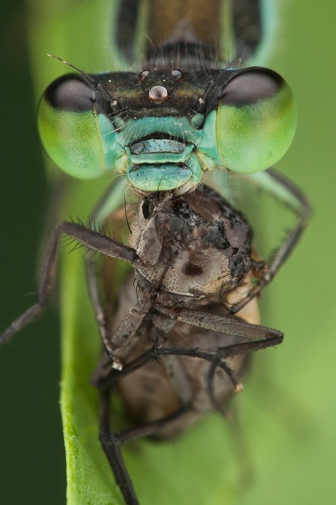 Damselfly and prey