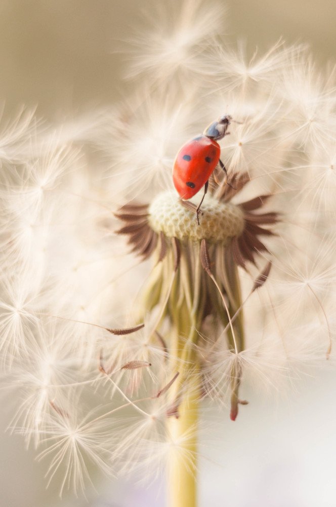 Photograph by Олеся