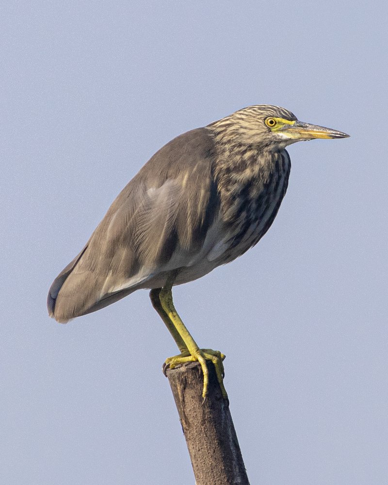 Pond Heron