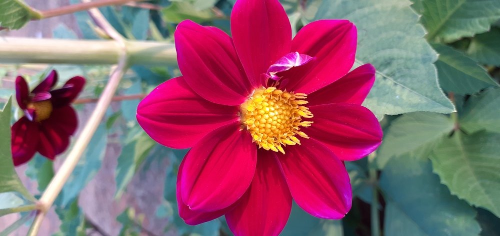 Photograph by Biswajeet Majhi