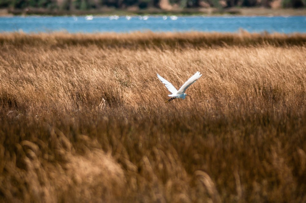 Белая ворона