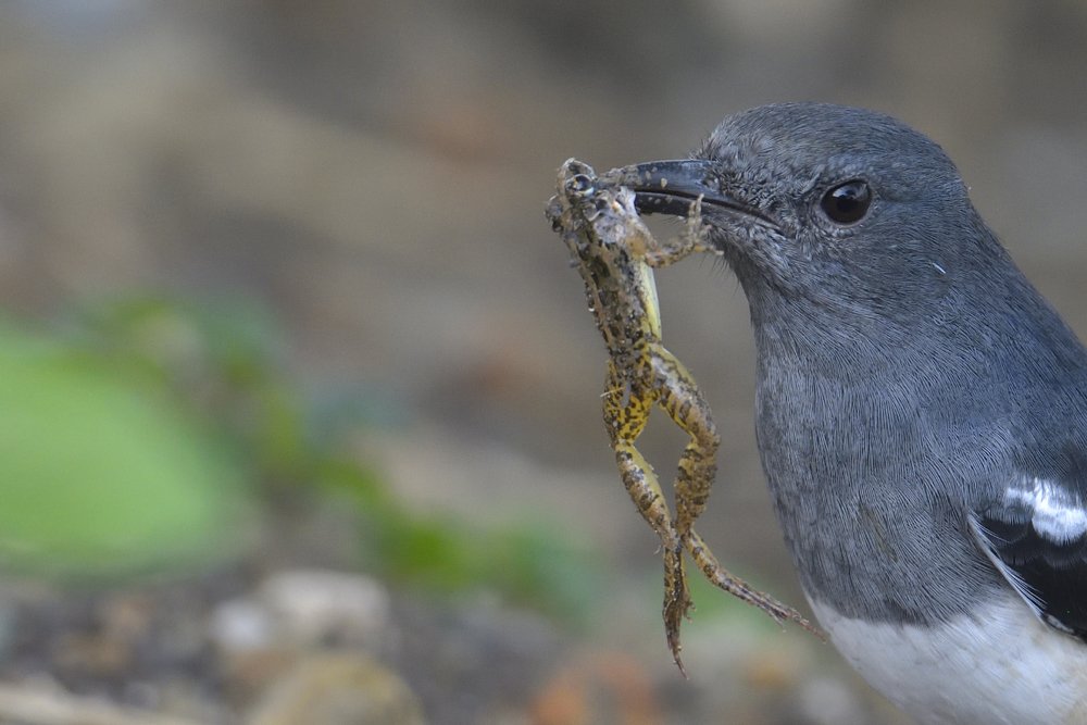Oriental Magpie Robin
