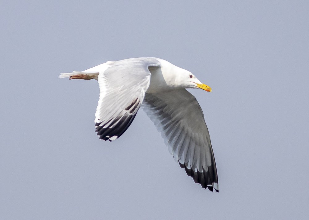 Steppe gull