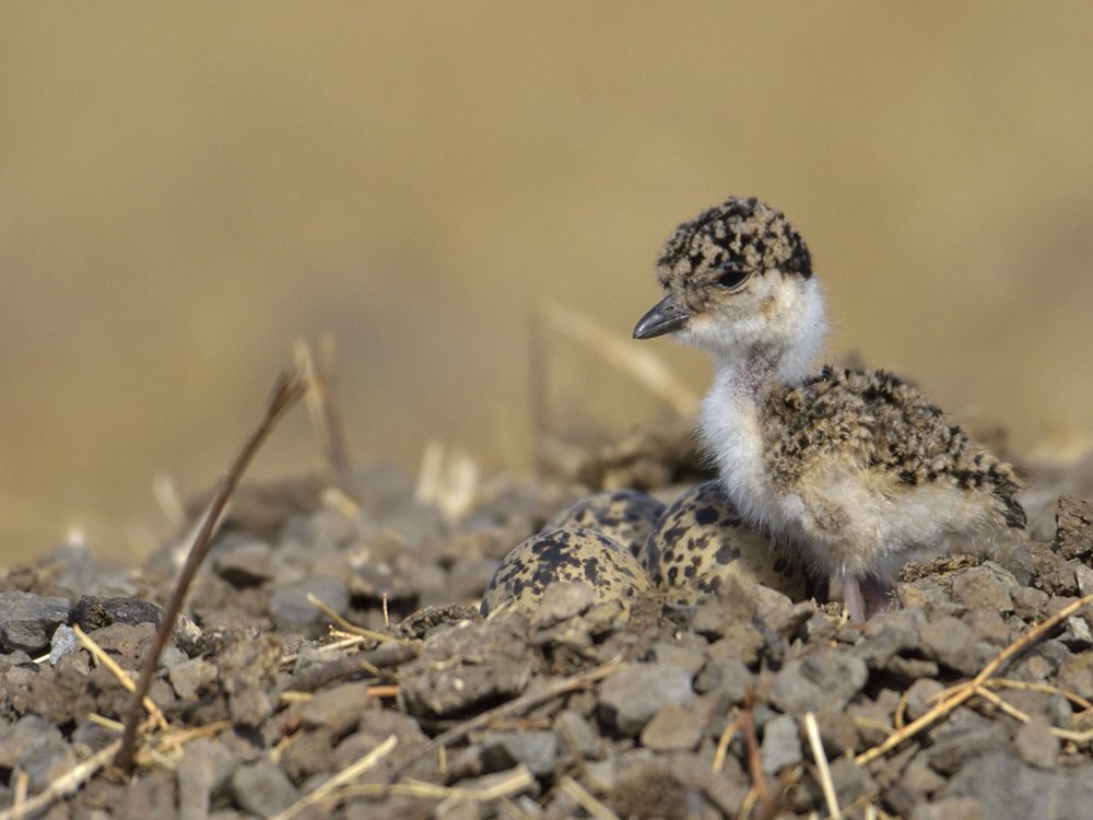 Yellow wattled lapwing