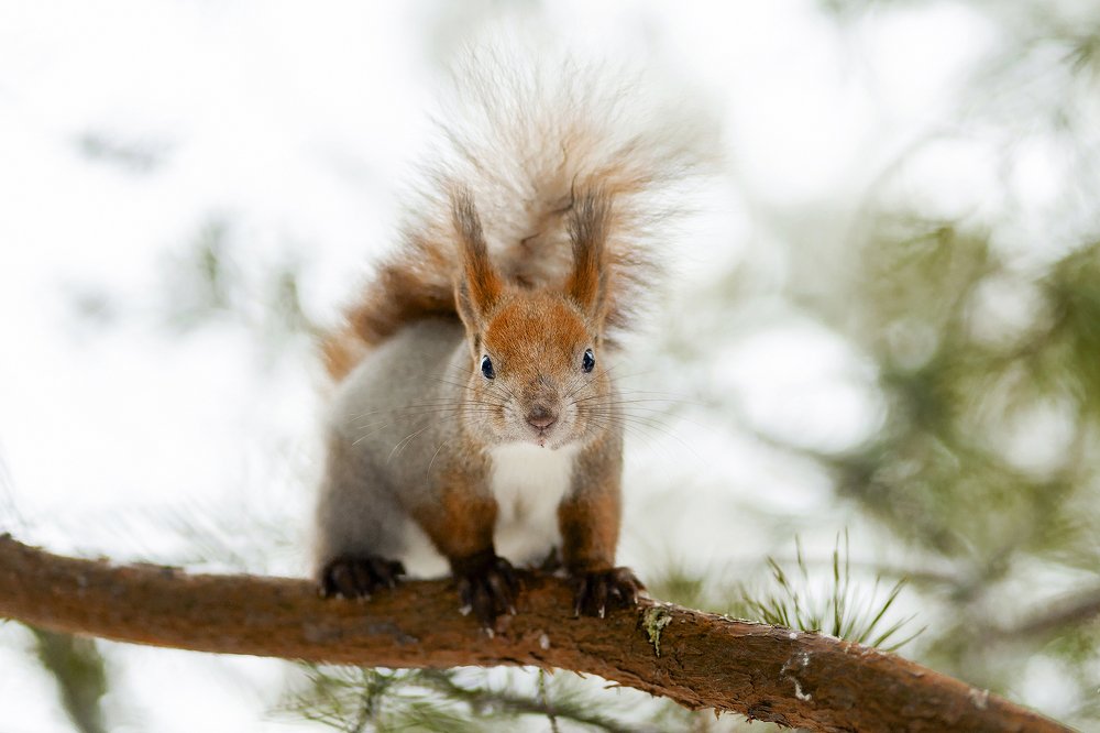 Фотография автора Цвелёв Дмитрий