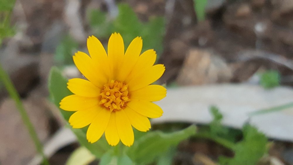 Mobile photography/Flower