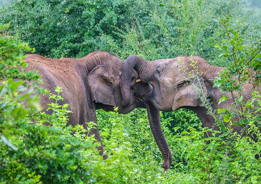 Photograph by Saliya Sampath