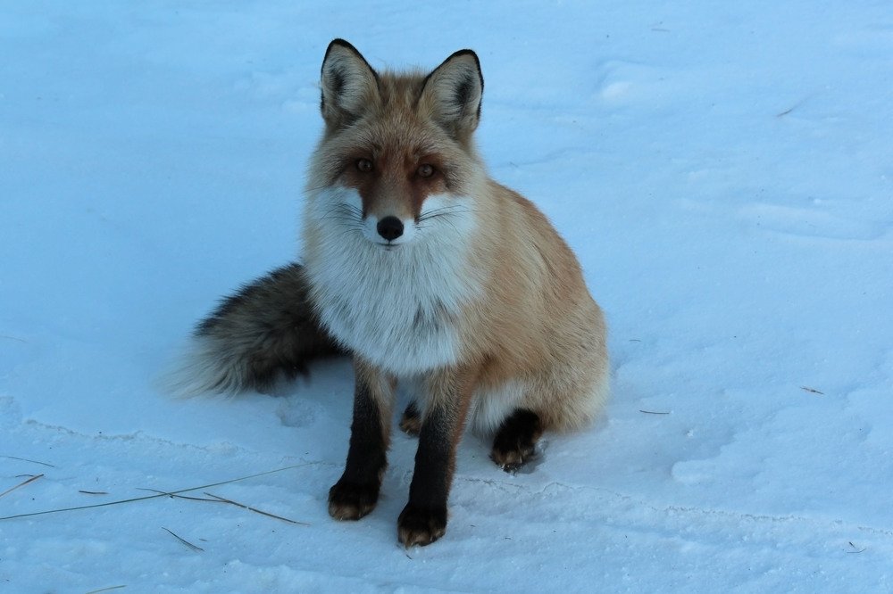 Photograph by Баир Ринчинов