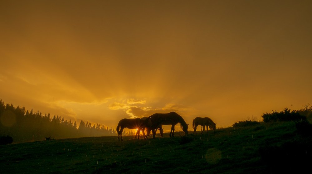 Photograph by Леонид Морозов