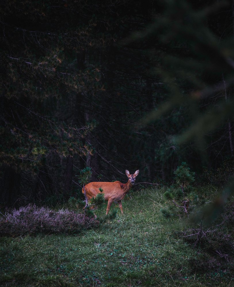 Photograph by Matteo Gobbato