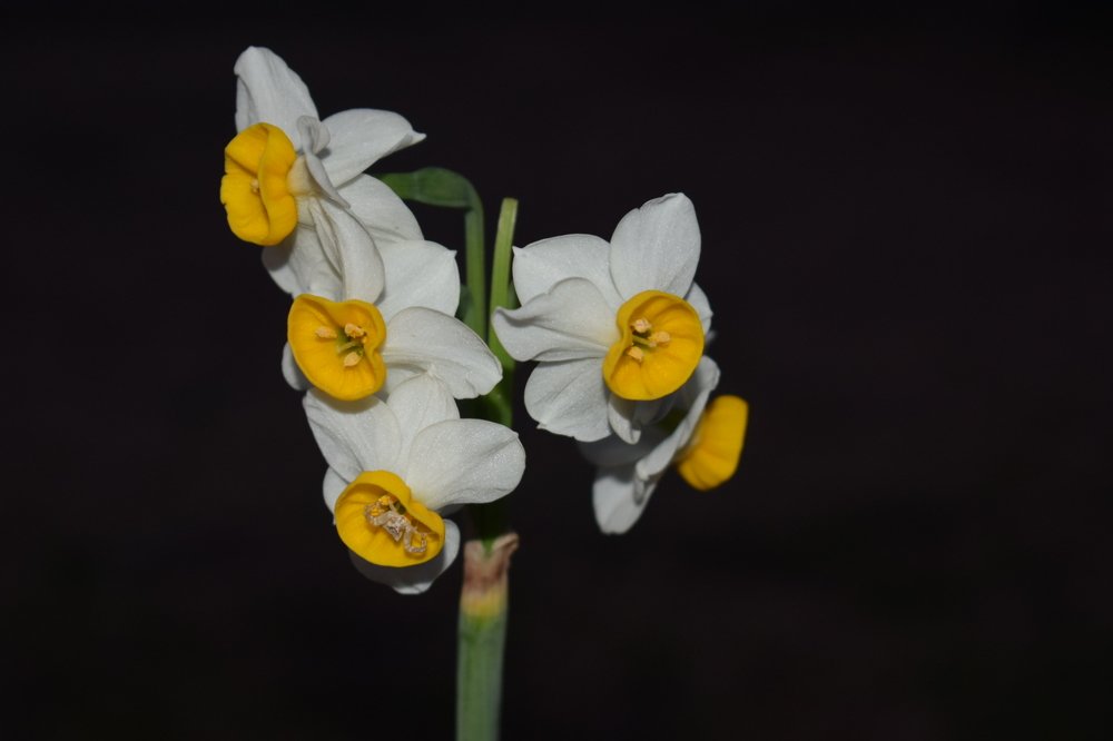 Fresh Daffodils