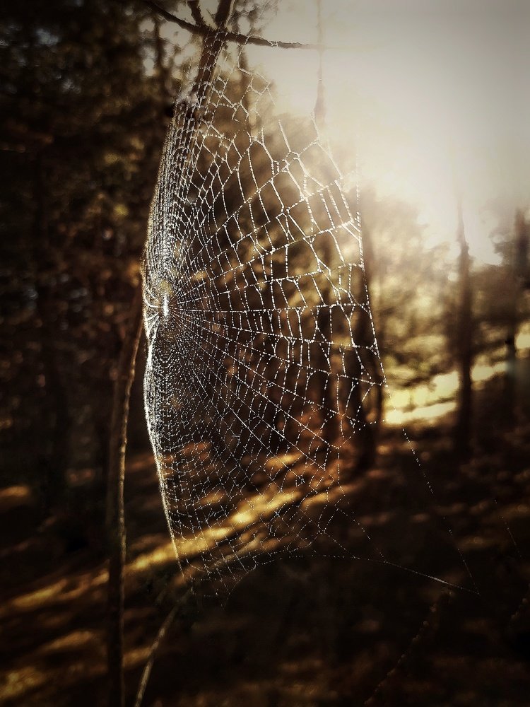 Паутиновый парус