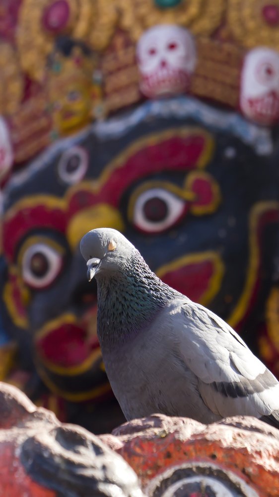 A pigeon on meditation - juxtaposition