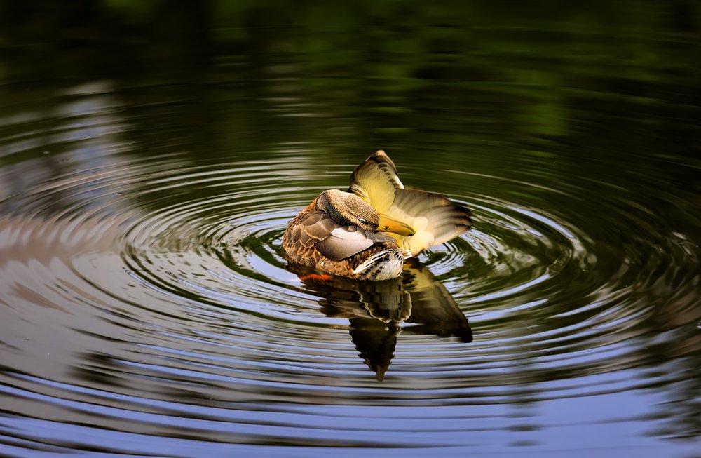Photograph by Ольга Тарасюк