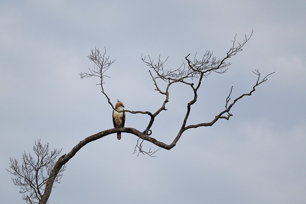 Photograph by Saliya Sampath