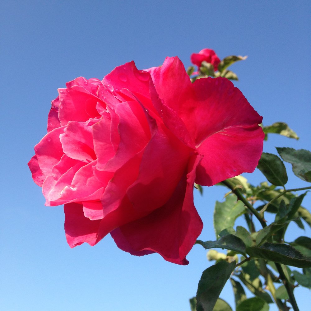 roses rose and blue sky