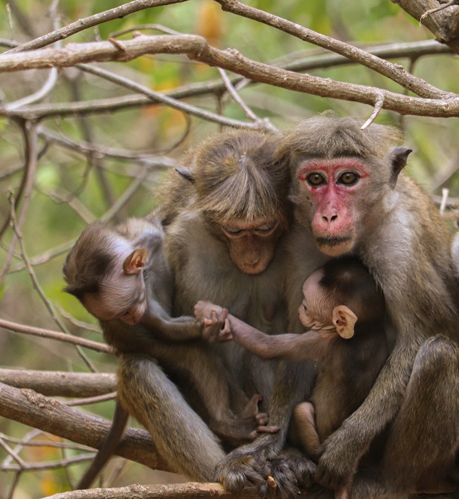 Photograph by Saliya Sampath