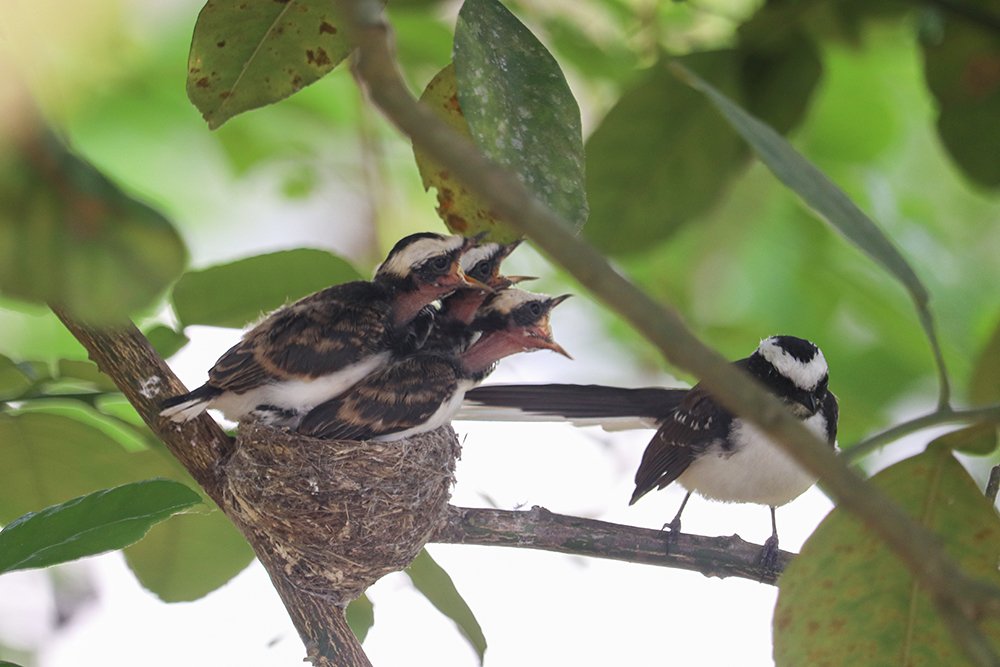 Photograph by Saliya Sampath