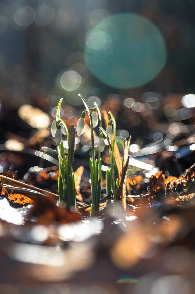 Январские подснежники.