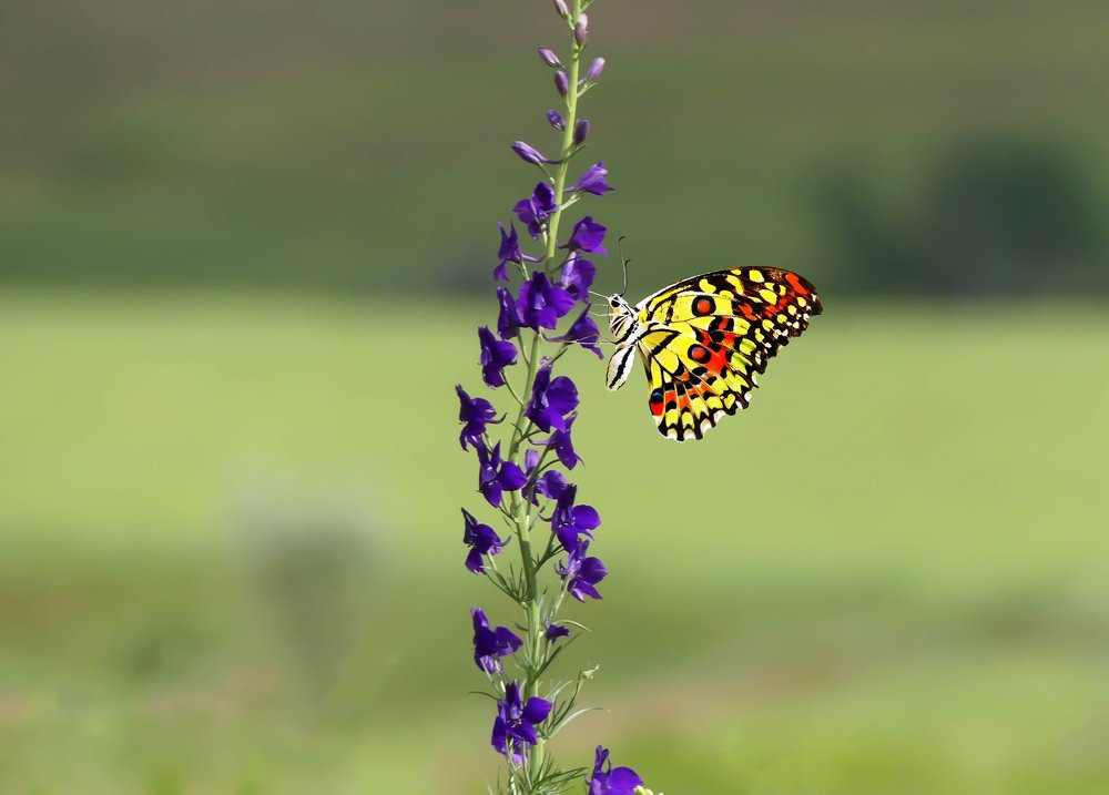 Photograph by ali bakhshi
