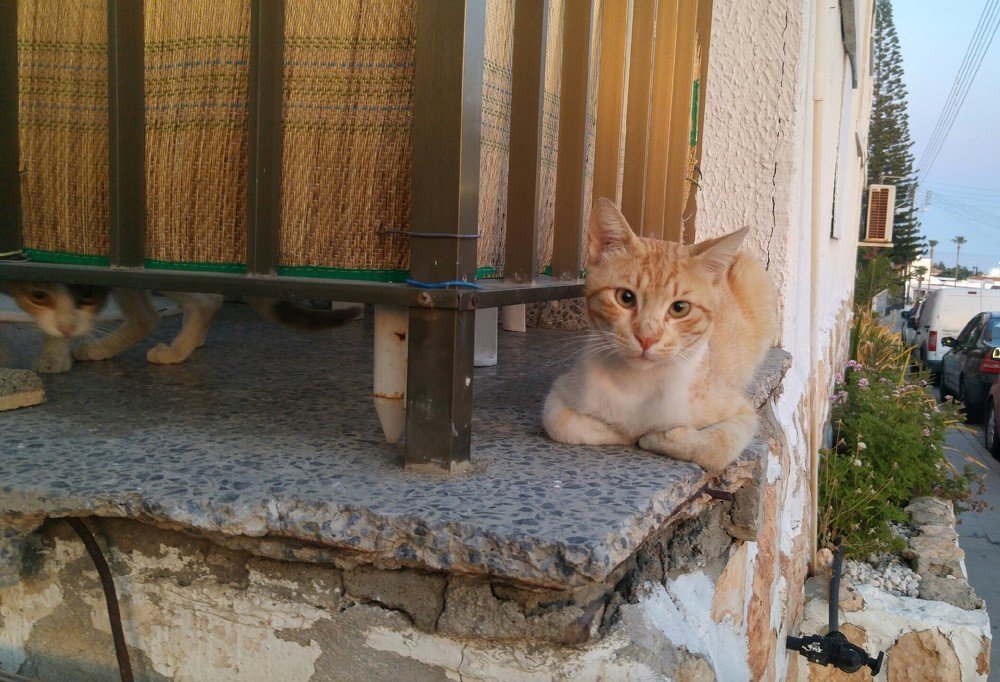 Cats of Cyprus