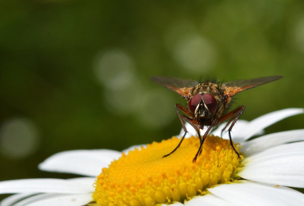 Фотография автора Сергей Суворов
