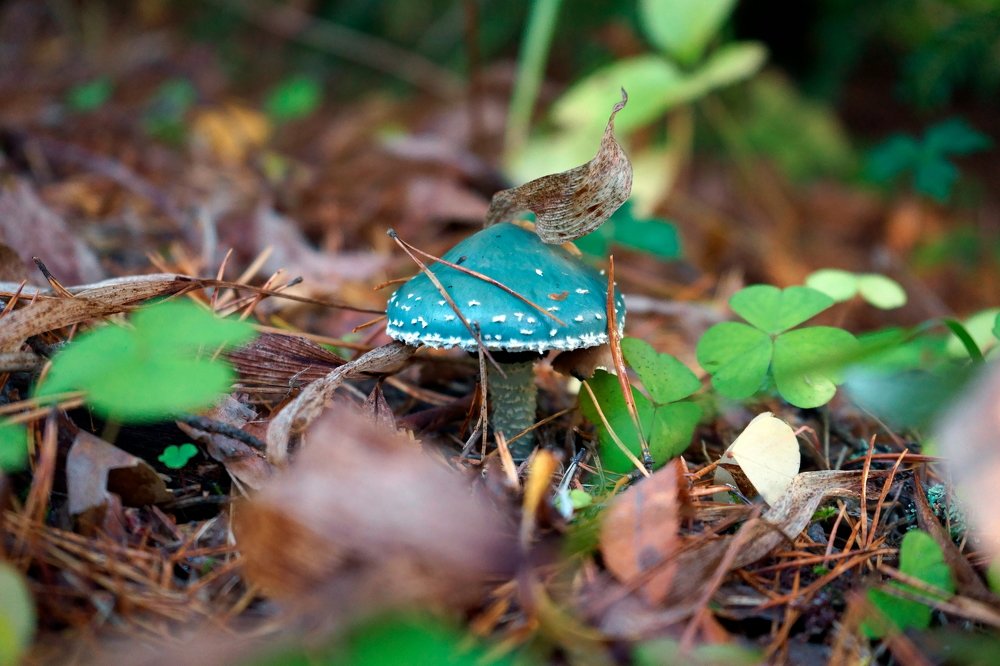 Photograph by Елена Шмарловская