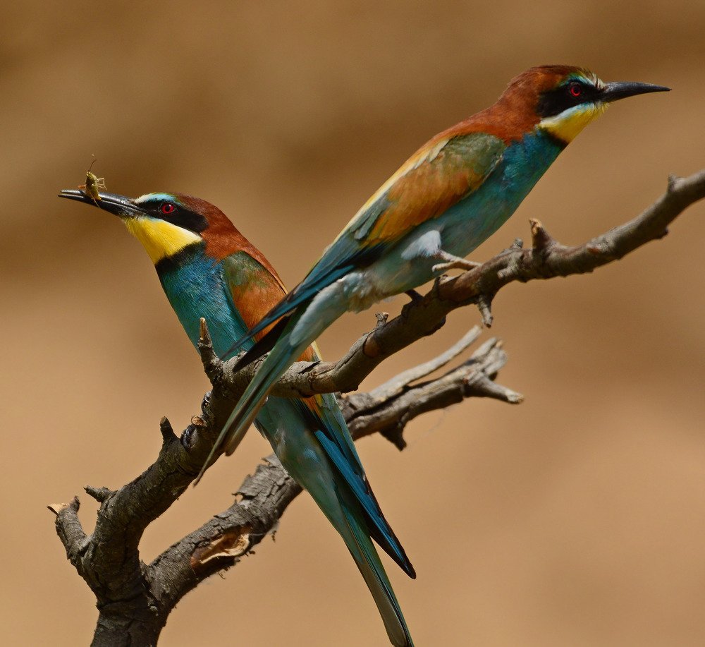 Время обедать