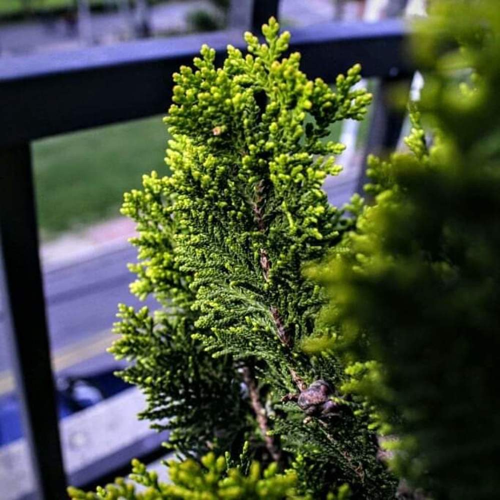 Photograph by Cristian Salazar