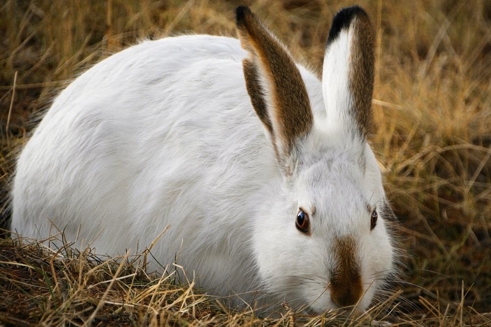 Photograph by Daniel Botez