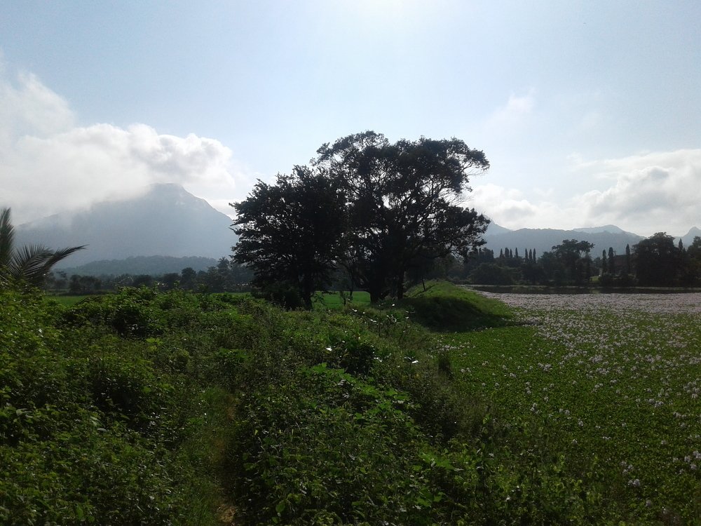 Photograph by Dineth Ravinda