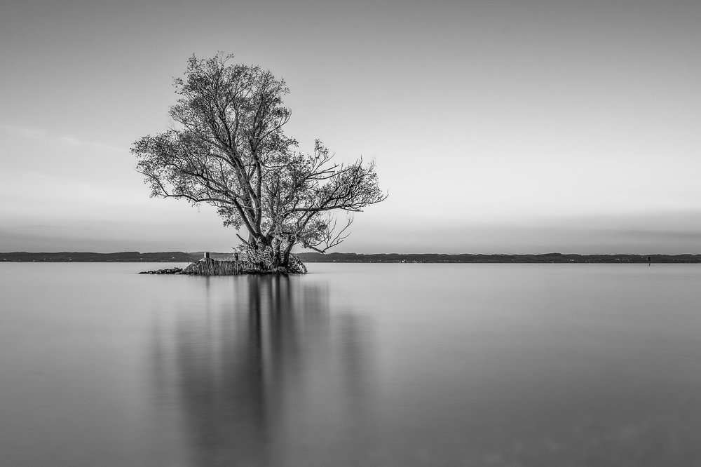 alone tree