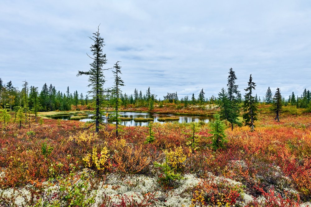 Осенние краски тундры