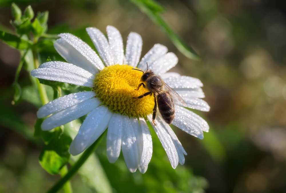 ПЧЕЛА НА РОМАШКЕ УТРОМ СРЕДИ РОСЫ