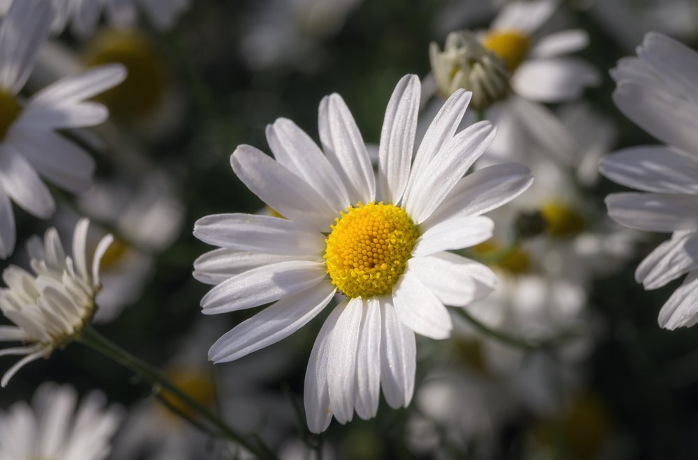 ЦВЕТОК РОМАШКИ В СОЛНЕЧНЫХ ЛУЧАХ