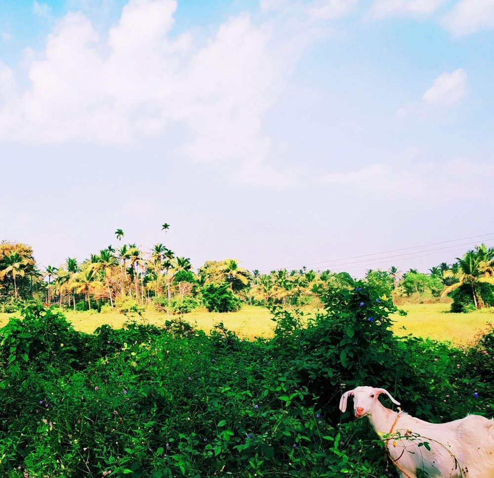 Photograph by Shiyad Cheriyadathil