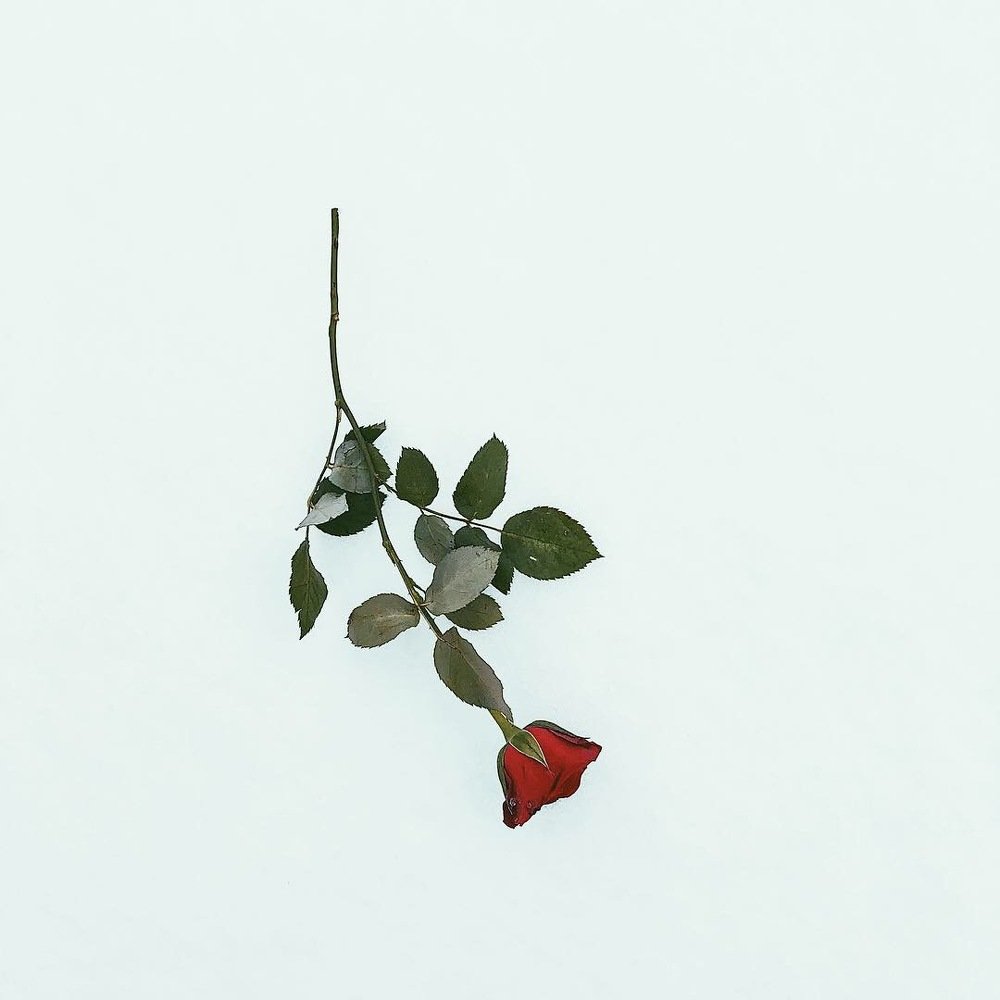 A rose on the snow