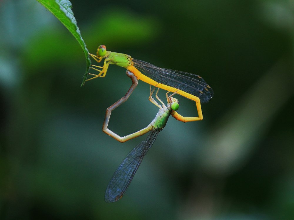 Intimacy of Damselfly