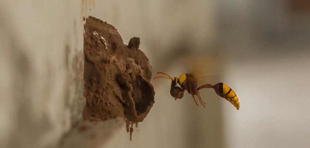 Photograph by biswajit sahani