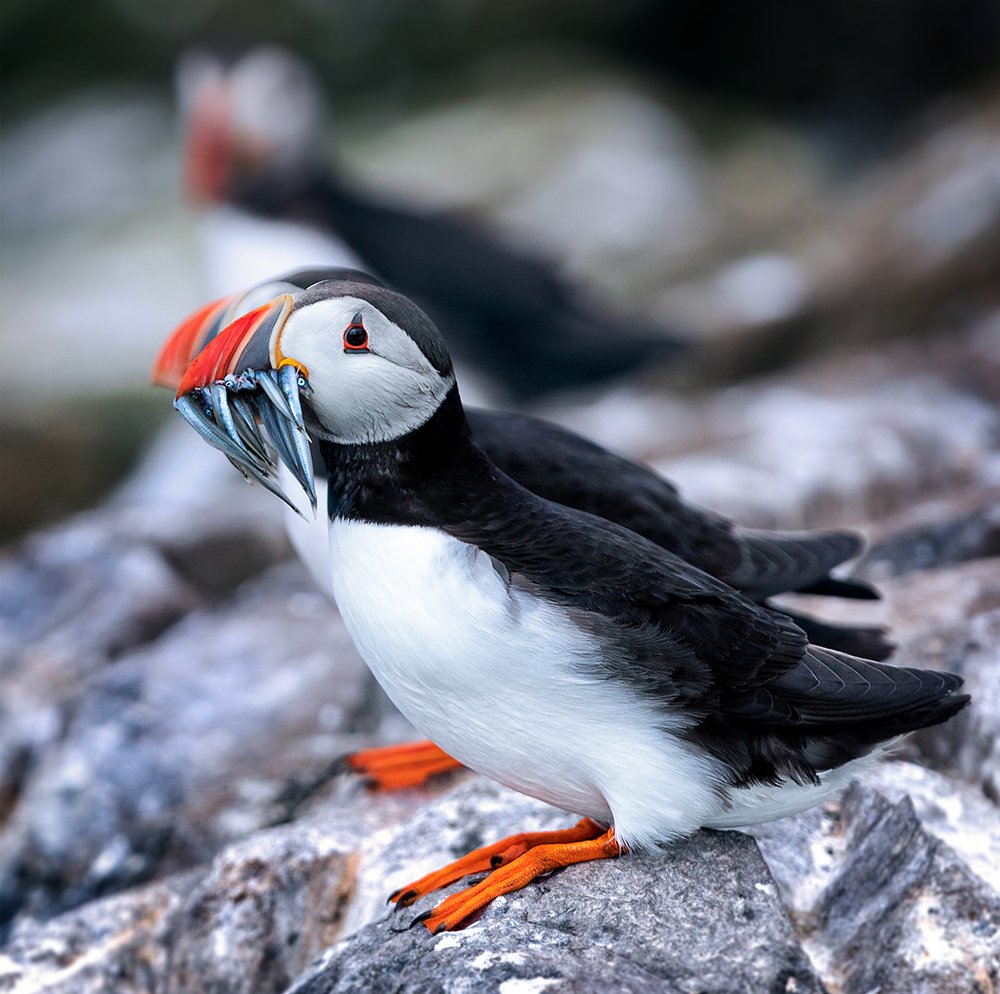 Atlantic puffins. Farne Islands. UK