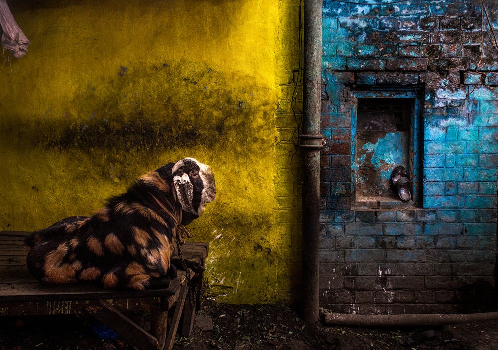 Photograph by Biplab Bhattacharjee