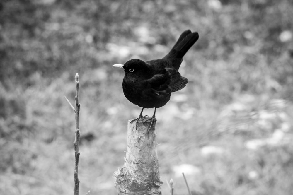 Photograph by Cosma Laura