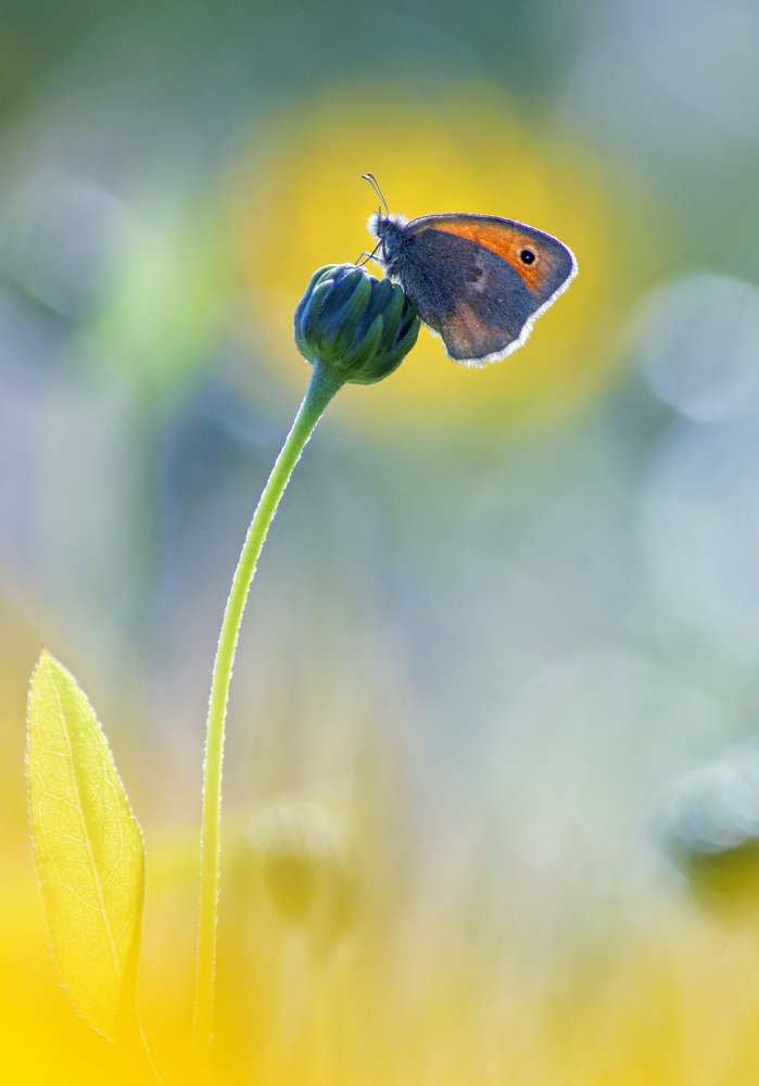 Photograph by Чепленко Алексей